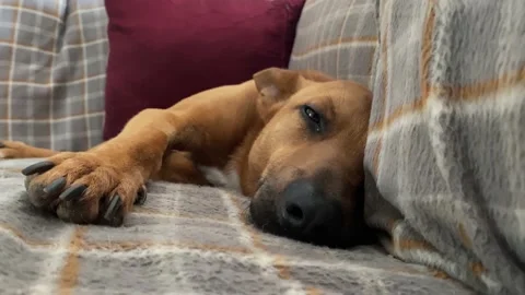 Sweet sleeping puppy on the couch. Stock Footage 168833717