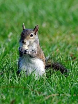 Sweet Squirrel Snacking Stock Photos