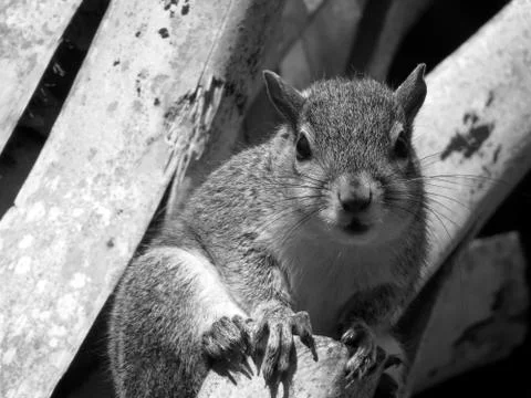 Sweet Staring Squirrel Stock-Fotos