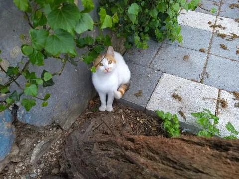 Sweet stray cat at the bottom of the tree Stock Photos