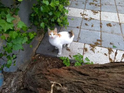 Sweet stray cat at the bottom of the tree Foto stock