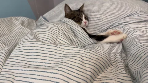 Sweet striped cat snuggled on a warm blanket Video stock 331566448