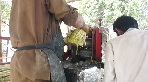 Sweet Sugar Cane 스톡 동영상 49343356