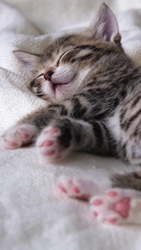 Sweet tabby kitten napping peacefully on a white textured blanket at home, pet c Stock Footage 342527805