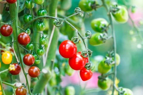Sweet tomato Photos