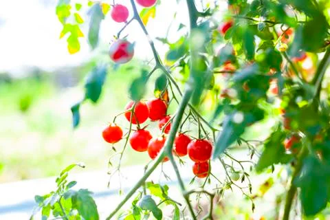 Sweet Tomatoes Stock Photos