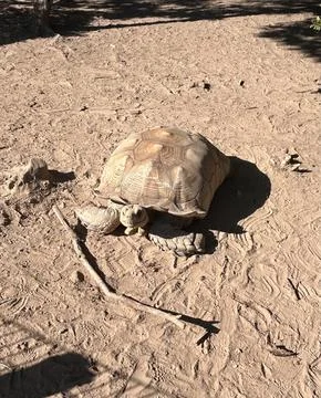 Sweet turtle Stock Photos