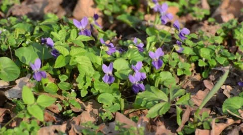 Sweet violet (Viola odorata) Stock Footage 12677631