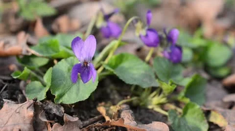 Sweet violet (Viola odorata) Stock Footage 12677649