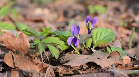 Sweet violet (Viola odorata) Video stock 12677662