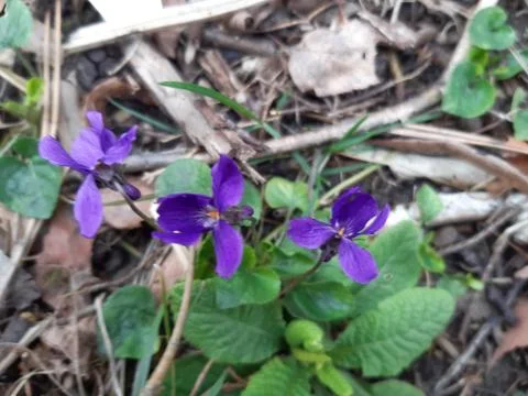 Sweet Violets Stock Photos