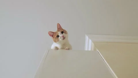 Sweet white cat with a red head looks down from a height. Stock Footage 218447381