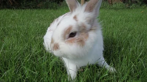 Sweet white rabbit Stock Footage 45511662