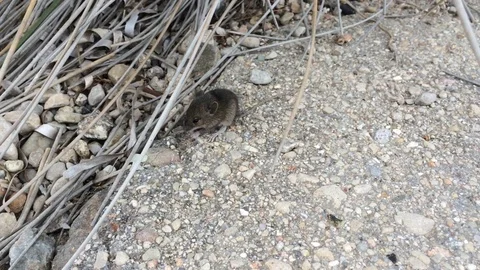 Sweet wild mouse on the beach Stock Footage