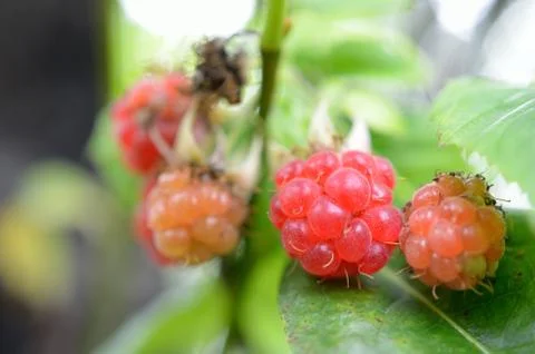 Sweet wild raspberry Stock Photos