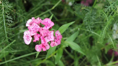 Sweet william carnation Stock Footage 25128471