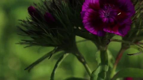 Sweet William Flower macro video Stock Footage 276280353
