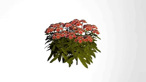 Sweet William Red and White Flowers Stock Footage 90851146