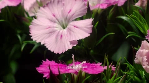 Sweet William Time-lapse Stock Footage 273835010