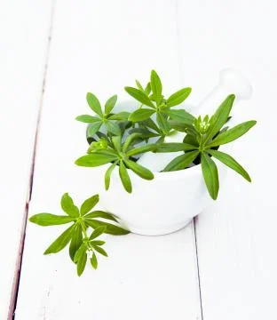 Sweet woodruff Stock Photos