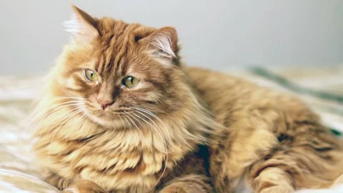 Sweet Yellow Cat Laying Down And Something Catches Its Attention 스톡 동영상 87088174