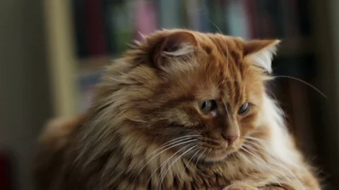 Sweet Yellow Cat is Looking Outside of Window Video stock 87084084