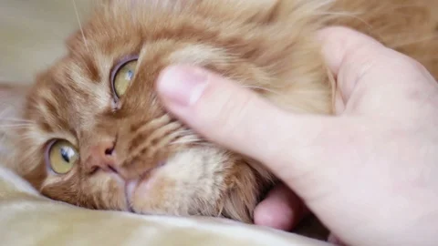 Sweet Yellow Cat Lying On Sofa Being Stroked By Man's Hand Stock Footage 87095148