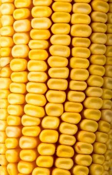 Sweet yellow corn cobs macro Stock Photos