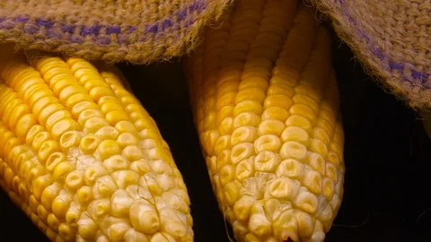 Sweet yellow fresh corn close up on old sack. Video stock 126693627