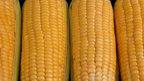Sweet yellow fresh corn. corn cob. 스톡 동영상 122187570