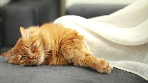 Sweet Yellow Ginger Cat Lying on Couch and Looking Around 스톡 동영상 96247798