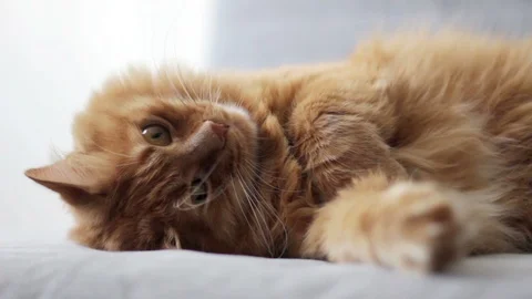 Sweet Yellow Ginger Cat is Ready To sleep Stock Footage 96238400
