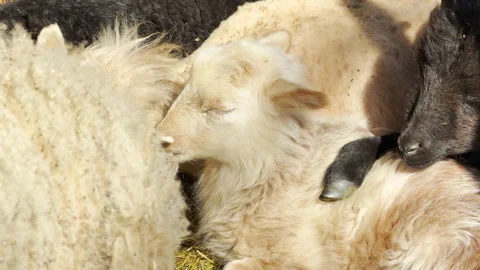 Sweet Young Lambs Sleep Peacefully Next to Each Other in the Sun Stock Footage 334121849