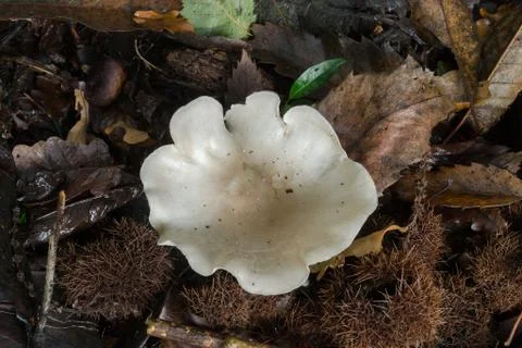 The sweetbread mushroom. Stock Photos