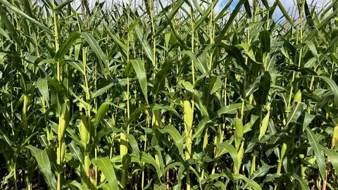 Sweetcorn in a farm Photos