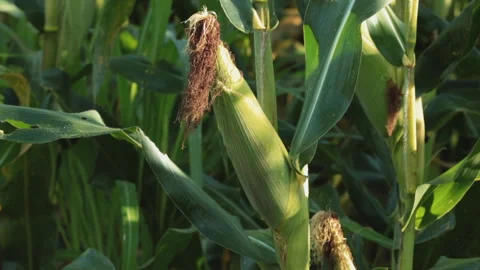 SWEETCORN Stock Footage 306696271