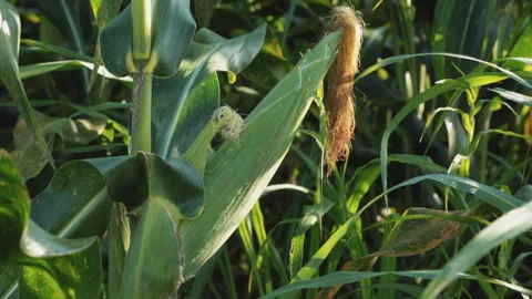 SWEETCORN Stock Footage 306696274