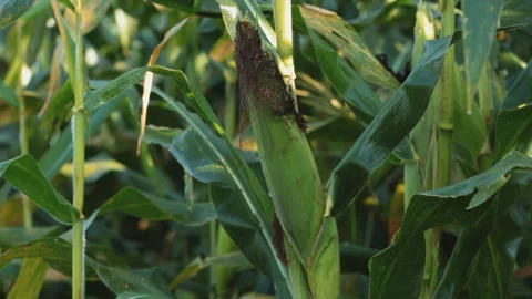 SWEETCORN Video stock 306696286
