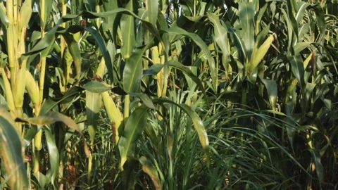 SWEETCORN Video stock 306696290