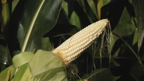 SWEETCORN Video stock 306696311