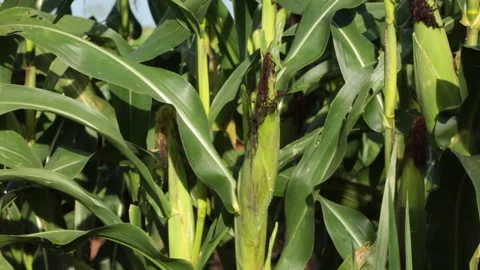 SWEETCORN Video stock 306696319