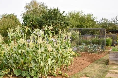 Sweetcorn growing on an allotment vegetable plot on community garden Stock Photos