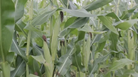 Sweetcorn growing Vídeo Stock 12018575