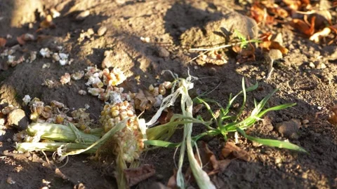 Sweetcorn left to rot on the ground Stock Footage 162401325