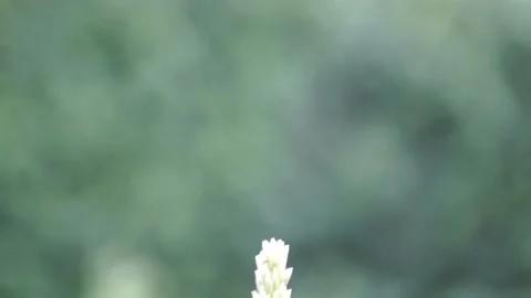 Sweetcorn Plant Stock Footage 137524187