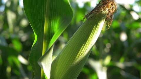 Sweetcorn ripens in summer Stock Footage 161239114