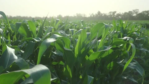 Sweetcorn in the wind 60fps Stock Footage 157731878