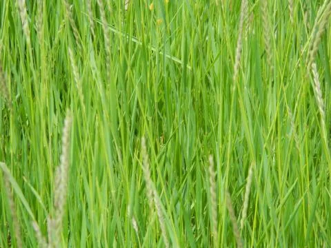 Sweetgrass background Stock Photos
