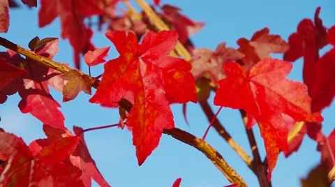 Sweetgum in fall Stock Footage 59306073