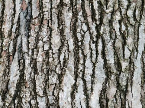 Sweetgum Tree Bark Texture - Rough Macro Detail Foto stock